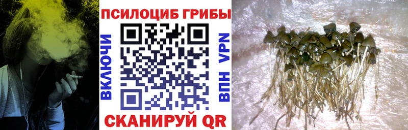 Галлюциногенные грибы Psilocybe  магазин продажи   Красково 